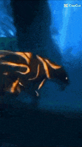 a picture of a tiger swimming in the water with a caption that says copcut