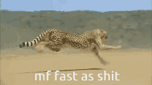 boplap cheetah not chodda fast run