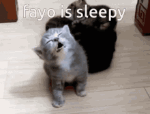 Fayo Fayo Is GIF - Fayo Fayo Is Fayo Is Sleepy GIFs