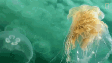 Jellyfish Reproduction World Jellyfish Day GIF