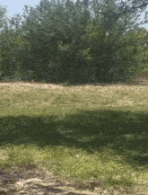 a lush green field with trees in the background and a dirt path in the foreground .
