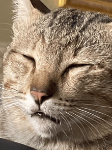 a close up of a cat 's face with its eyes closed and its mouth open