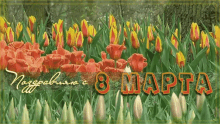 March8 Tulips GIF - March8 Tulips Flowers GIFs