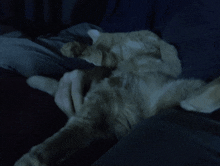 Cats Are Human GIF - Cats Are Human GIFs