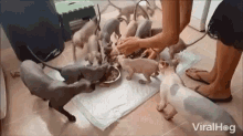 Feeding Time Hairless Cats GIF