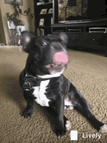 Frenchie Dog GIF - Frenchie Dog Yawn GIFs