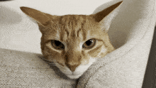 Cat Ears Orange Cat GIF - Cat Ears Orange Cat Look Down GIFs