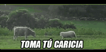 a cow and a sheep are grazing in a grassy field with the words toma tu caricia above them