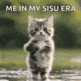 a kitten is standing on its hind legs in a puddle .