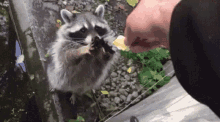 Xin Cầu Raccoon GIF - Xin Cầu Raccoon Please GIFs