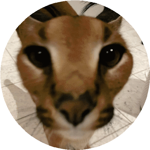 Floppa Cat Sticker - Floppa Cat Caracal - Discover & Share GIFs