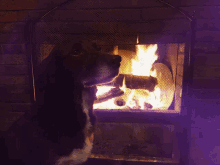 Dog Fire GIF - Dog Fire Winter GIFs