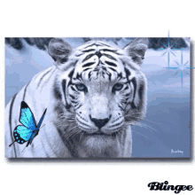 Tiger White Tiger GIF - Tiger White Tiger GIFs