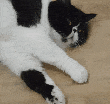 Cute Khawpan Cat Home Atom GIF - Cute Khawpan Cat Home Atom GIFs