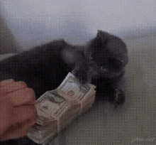 お金が大好きな猫  お金持ち GIF - Okanemochi GIFs
