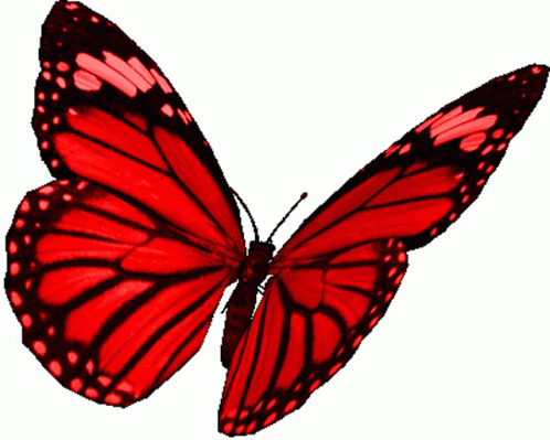 Гиф картинки пнг. Бабочки анимация на прозрачном фоне. Бабочка гиф на прозрачном фоне. Гифы бабочки на прозрачном фоне. Бабочки красные анимация.