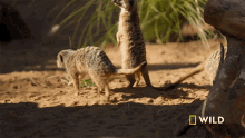 Standing On Tiptoes National Geographic GIF - Standing On Tiptoes National Geographic The Bug House GIFs