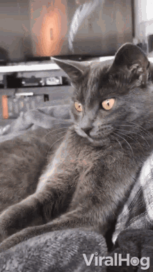 a gray cat with yellow eyes is laying on a blanket on a person 's lap .