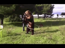 This Bear Has Some Amazing Abilities.... GIF - Bear Talent GIFs