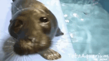 Funny Seal GIF - Funny Seal GIFs