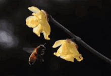 蜜蜂 采蜜 飞行 昆虫 GIF