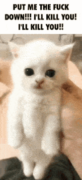 a white kitten is being held in someone 's hand with the caption put me the fuck down