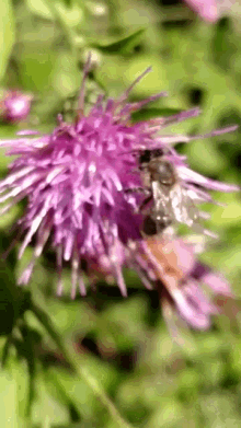 bee flower cute bug drinking nectar