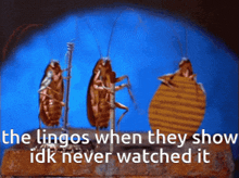 a picture of cockroaches with the caption " the lingos when they show idk never watched it " on the bottom