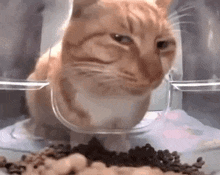 Silly Side Eye Cat Merp GIF - Silly Side Eye Cat Merp GIFs