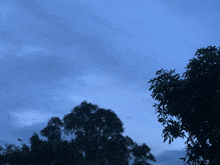 a tree with a blue sky in the background