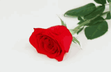 Cheese Rose GIF - Cheese Rose Lunch GIFs