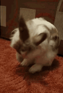 bunny cappuccinobunny rabbit cute clean