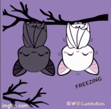 Cuddling Bat GIF - Cuddling Bat GIFs