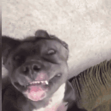 a close up of a dog with its mouth open