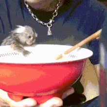 Monkey Soup Pho GIF - Monkey Soup Pho Funny Animals GIFs