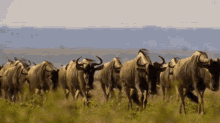 buffalo bulls walking herd our planet