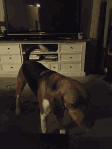 a dog laying on a couch in front of a television
