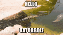 Gatorboiz Roflgator GIF - Gatorboiz Roflgator Gator GIFs