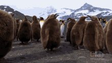 Lots Of Penguins World Penguin Day GIF - Lots Of Penguins World Penguin Day Worlds Weirdest GIFs