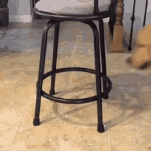 Funny Animals My New Place GIF