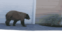 Bear Surprise GIF - Bear Surprise Mother GIFs