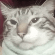 a close up of a cat 's face with a sad look on its face .