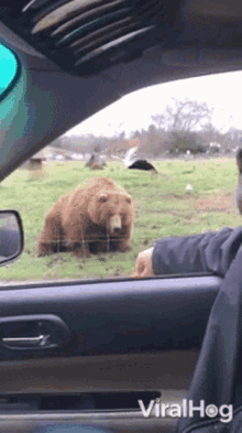 Bear Greeting Viralhog GIF