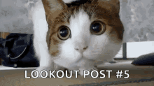 Cat Table GIF - Cat Table Under GIFs
