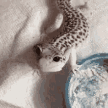 Gecko GIF - Gecko GIFs