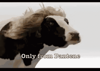 Pantene GIF Cow Long Hair Discover Share GIFs