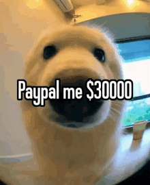 Paypal Paypal Me30000 GIF