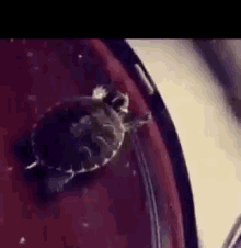Turtle Pet GIF - Turtle Pet Scratch GIFs