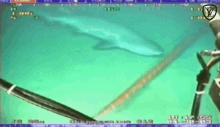 Shark Cable GIF