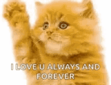 Bye Kitten I Love You Always And Forever GIF
